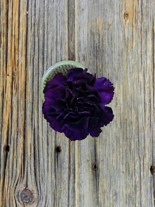 Moonvista  Purple Carnations